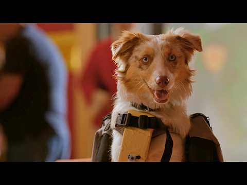 Family comedy | A dog home alone fights off Christmas thieves | Full Movie in English 4K Family comedy | A dog home alone fights off Christmas thieves | Full Movie in English 4K